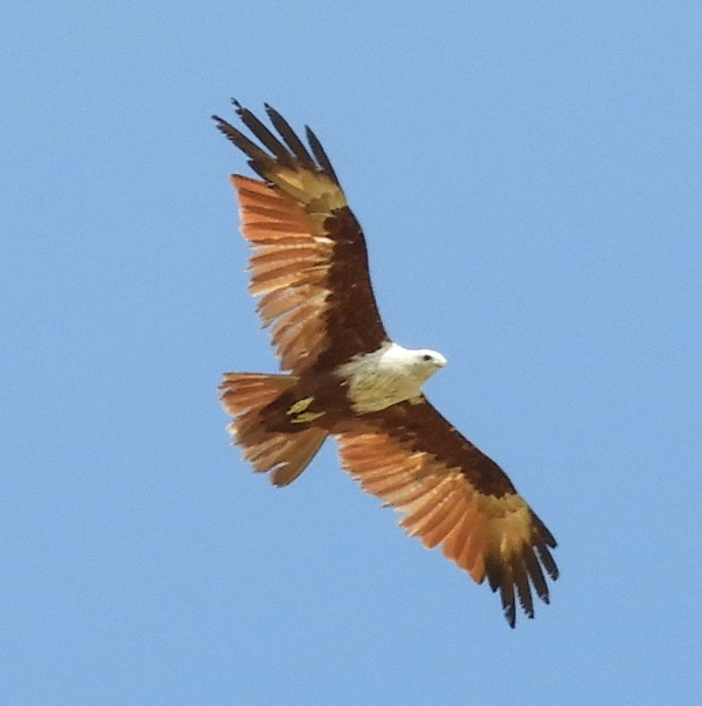 Brahminy kite